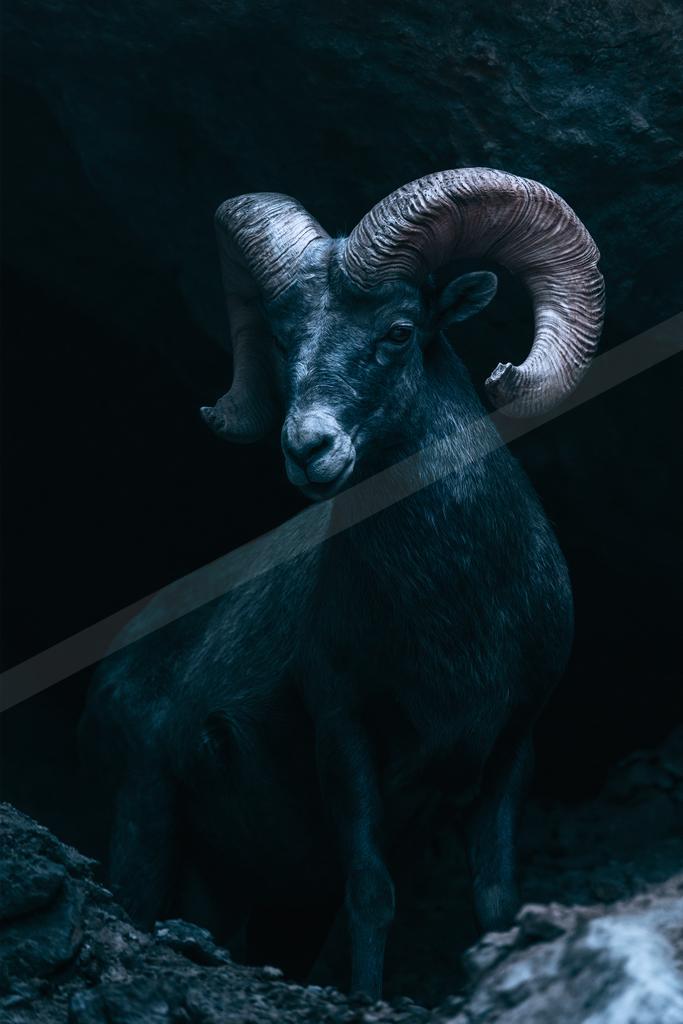 Sheep.