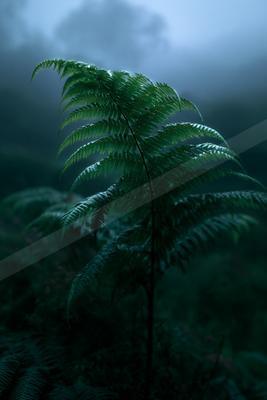 A dramatic nature scene of plants, forest, fog.