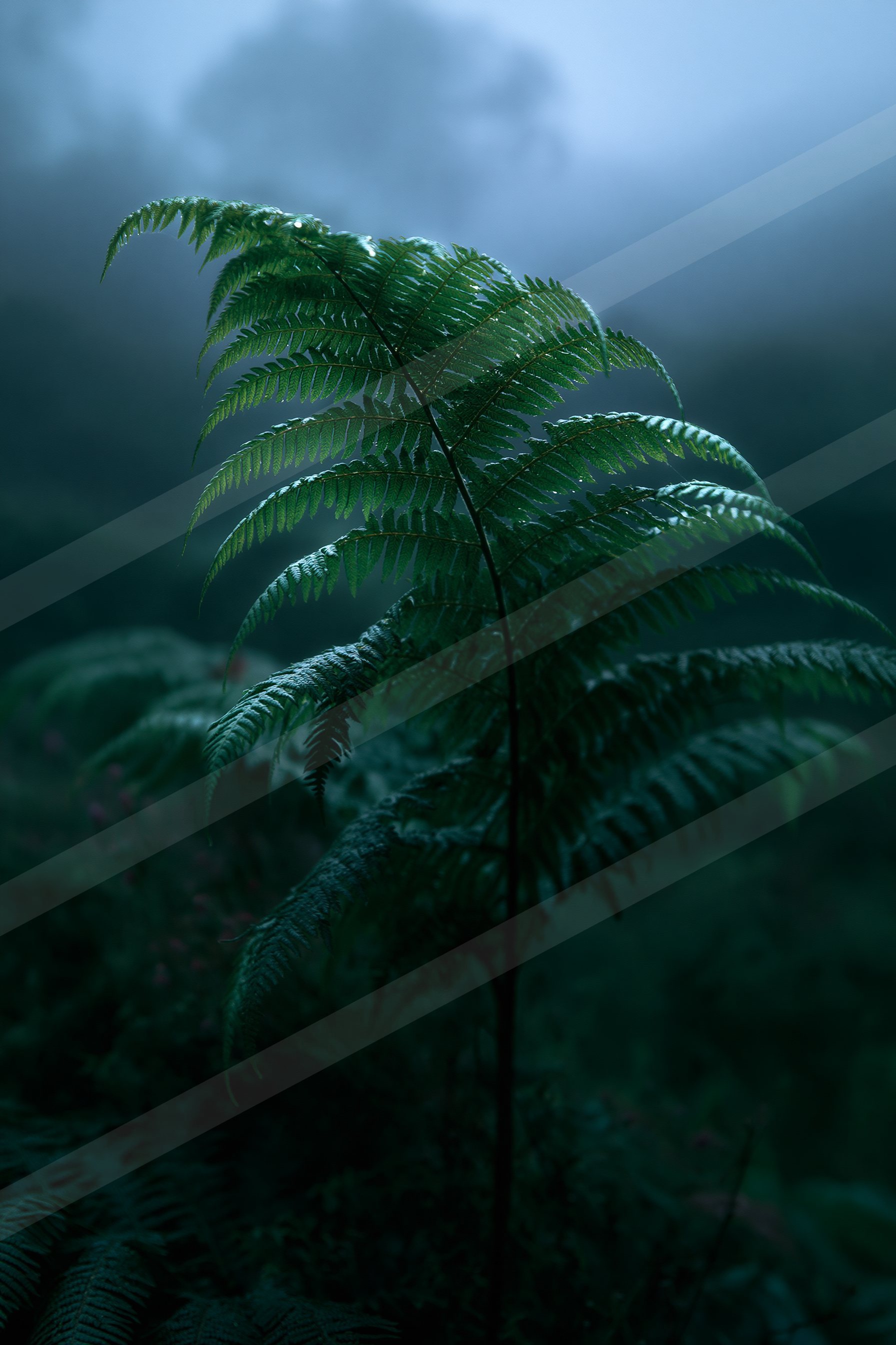 A vibrant fern plant stands out against a misty forest backdrop, showcasing intricate leaf details.