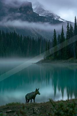 A serene wildlife photo of wildlife, lake, mountains.