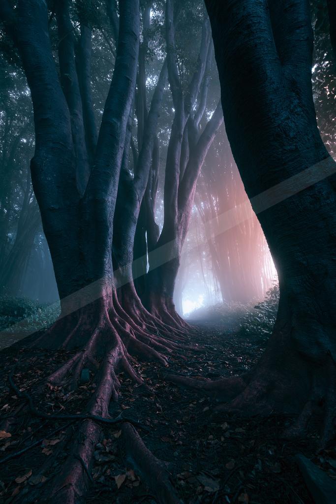 A moody nature scene of forest, trees.