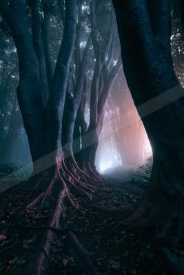 A moody nature scene of forest, trees.