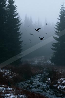 A moody nature scene of forest, bird, mountains.