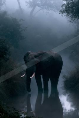 A moody wildlife photo of wildlife, fog.