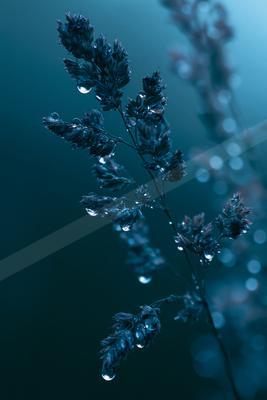 A moody nature scene of flowers, plants.