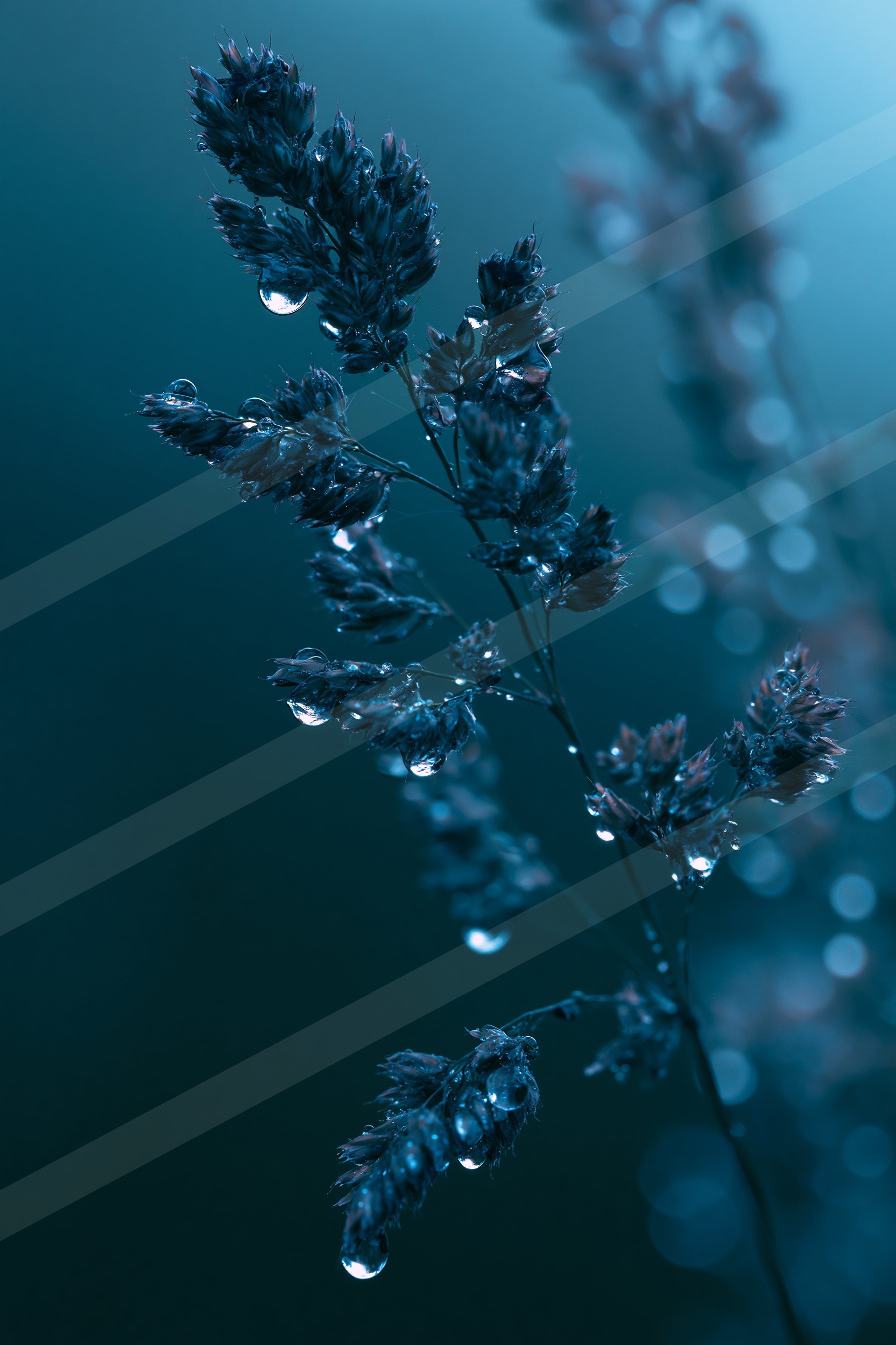 An ethereal macro nature scene of a fern, water drops.