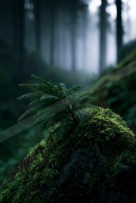 A mysterious soft focus nature scene of a moss, fog.