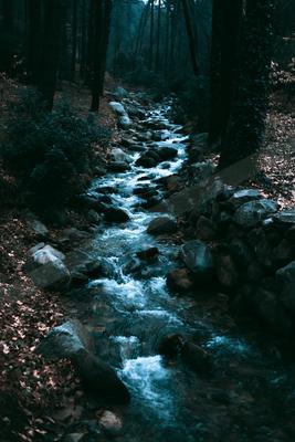 A fast-flowing stream cascades over rocks through a dark, dense forest with tall trees and fallen leaves on the ground.