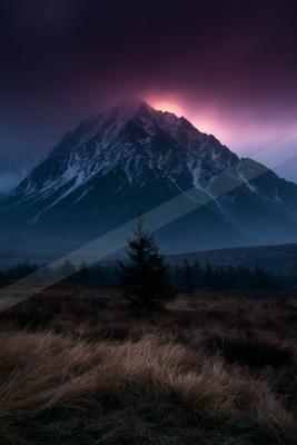 A solitary evergreen tree stands in a grassy meadow in front of a large, snow-covered mountain peak illuminated by a vibrant pink and purple twilight glow under