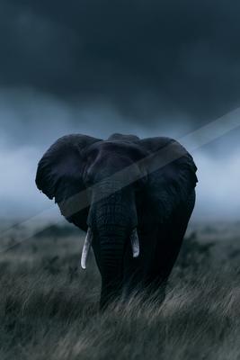 A large African elephant with prominent tusks walks directly toward the camera through tall dry grass under a dark, moody sky.