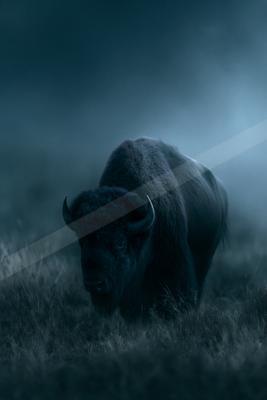 A large American bison with dark fur and curved horns stands in tall grass, surrounded by dense blue-toned fog, creating a dramatic and atmospheric scene.