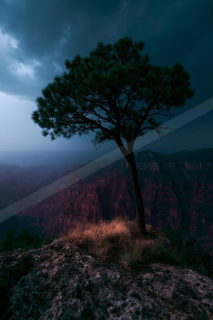 A solitary pine tree stands on a rocky outcrop overlooking a vast layered canyon under a dark, stormy sky.