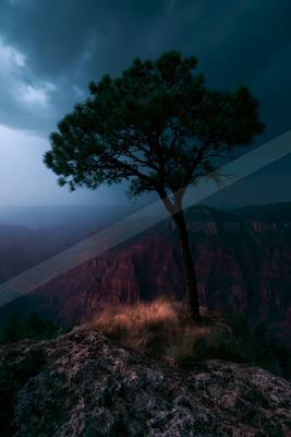 A solitary pine tree stands on a rocky outcrop overlooking a vast layered canyon under a dark, stormy sky.