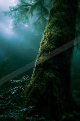 A moody nature scene of forest, trees, river.