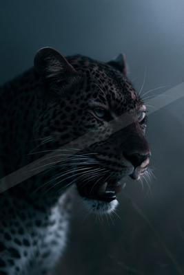 Big cat.