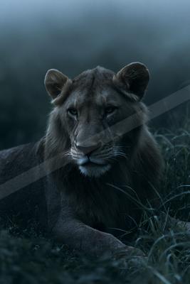 A lioness lies in tall grass with a foggy background, gazing directly at the viewer with piercing eyes.
