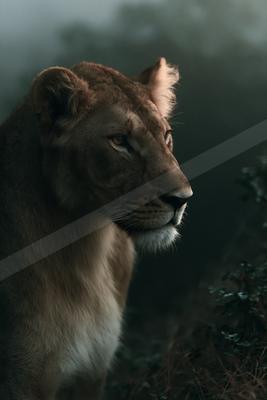 A lioness with detailed fur and whiskers looks intently to the right against a dark, foggy forest background.