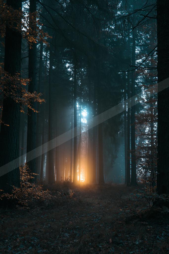 A mysterious long exposure nature scene of a forest, fog.