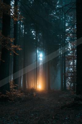A mysterious long exposure nature scene of a forest, fog.