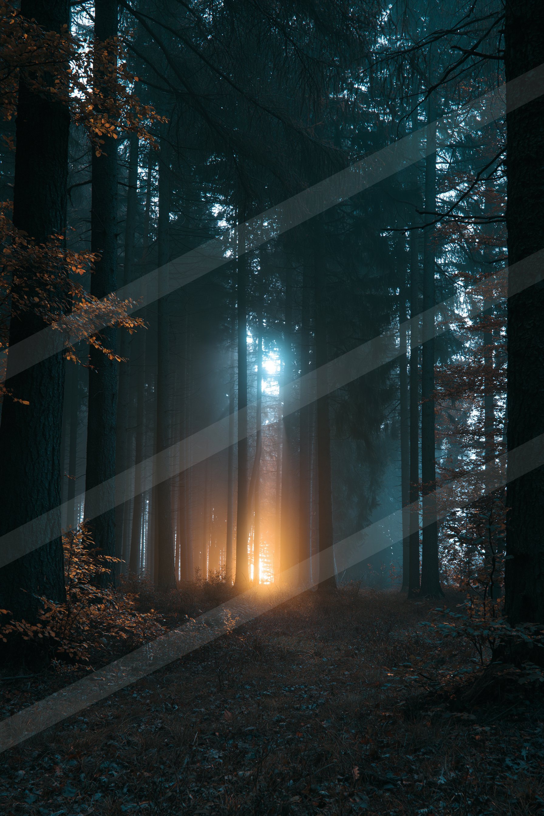 A mysterious long exposure nature scene of a forest, fog.