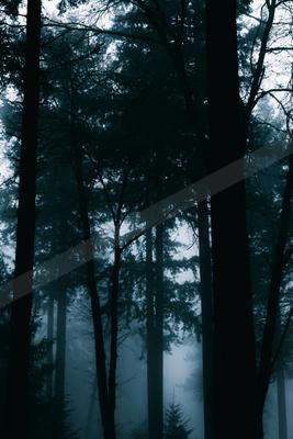 Tall dark trees stand in a dense, foggy forest with a blue-gray atmospheric tone.