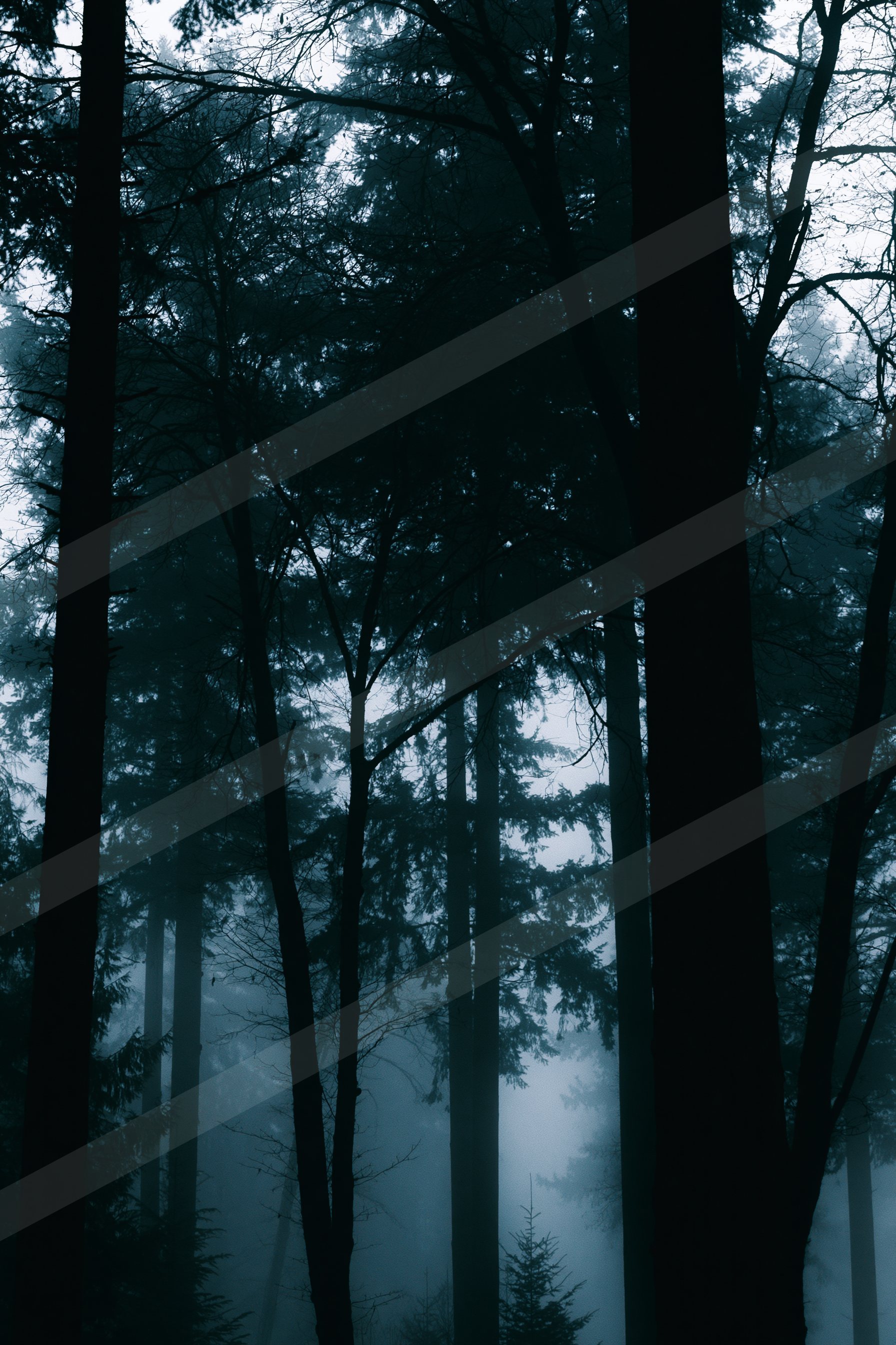 A mysterious high contrast nature scene of a forest, fog.