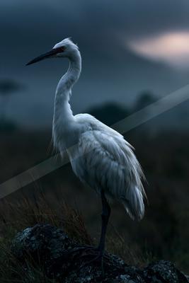 A night wildlife photo of bird.