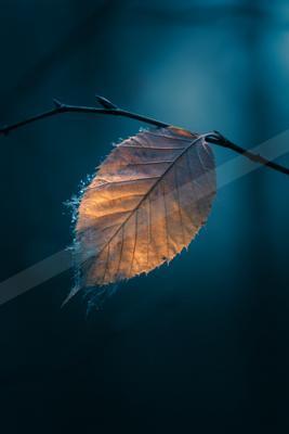 A golden hour minimalist still life.