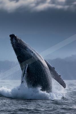 A massive humpback whale breaches vertically out of the ocean, creating a large splash with its pectoral fin visible against a moody, overcast sky.