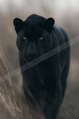 A black panther with piercing yellow eyes walks directly toward the camera through dry grass, its sleek black fur blending into the muted background.