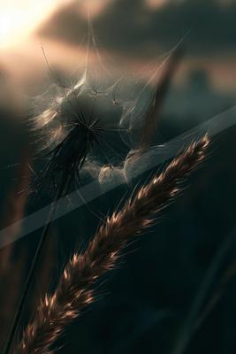 A moody nature scene of flowers.