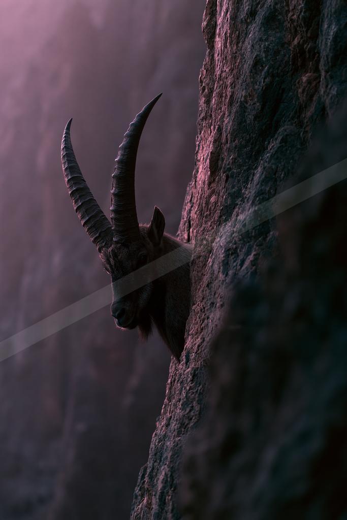 A wild ibex with large curved horns peers from behind a rugged rock face in a misty mountain environment bathed in purple light.