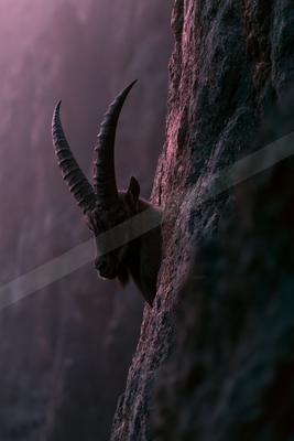 A wild ibex with large curved horns peers from behind a rugged rock face in a misty mountain environment bathed in purple light.