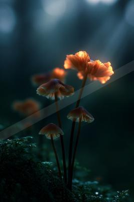 A golden hour nature scene of flowers.