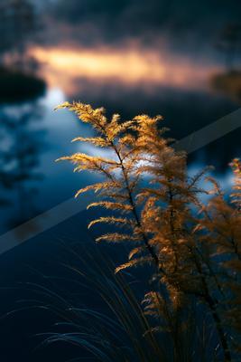 A blue hour long exposure water scene of lake, sunrise, plants.