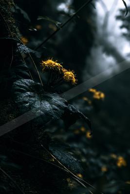 A moody nature scene of flowers, plants, forest.