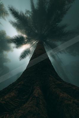 A dramatic nature scene of trees, forest.
