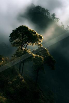 A dramatic nature scene of trees, forest, fog.