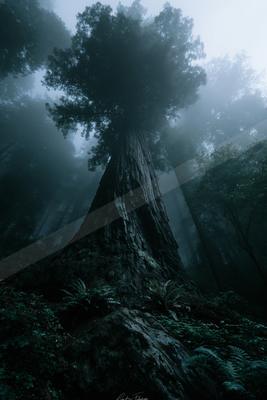 A massive, tall tree with a thick, textured trunk rises through dense fog in an ancient forest, surrounded by lush green ferns at its base.