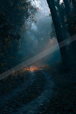 A night nature scene of forest, fog.