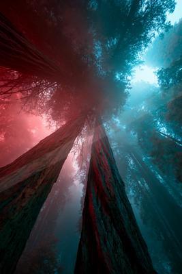 A dramatic nature scene of forest, trees, fog.