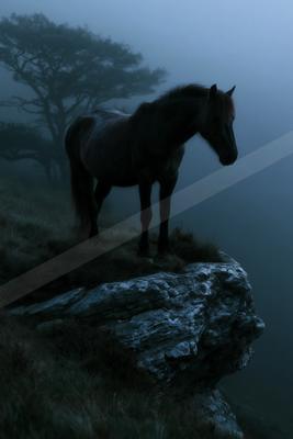 A night wildlife photo of horse, fog.