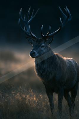 A moody wildlife photo of wildlife.