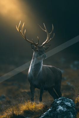 A golden hour wildlife photo of wildlife.