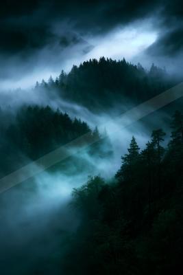 An ethereal nature scene of a forest, fog.