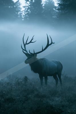 A bright wildlife photo of wildlife, fog.