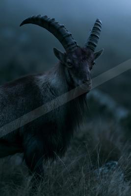 A night wildlife photo of deer.