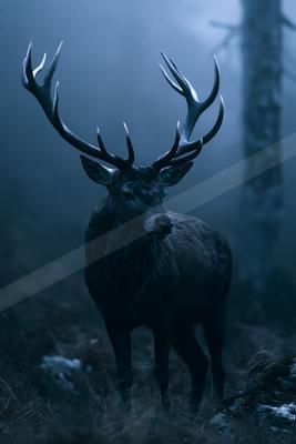 A black-toned moody photograph of ibex, gazelle, hartebeest.