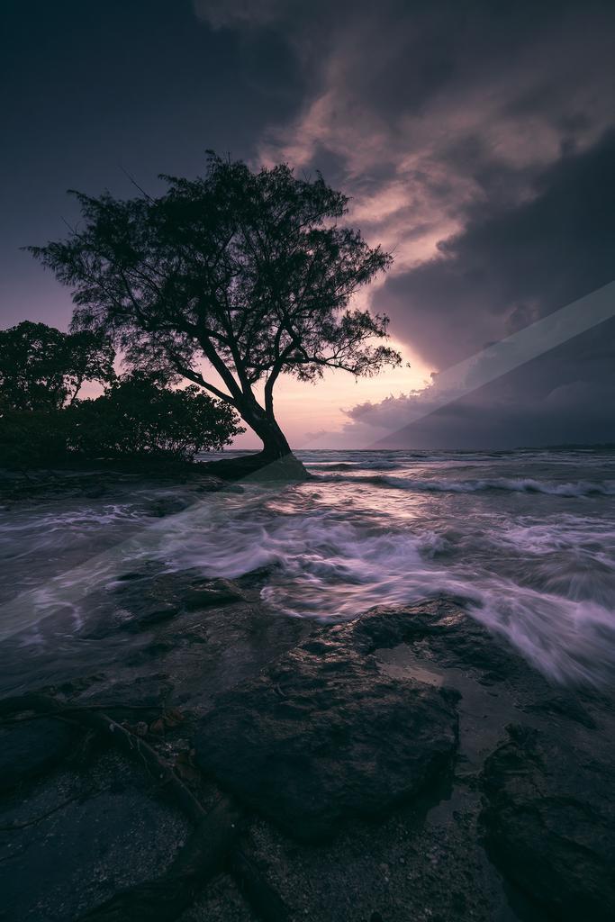 A night sky scene of storm, trees, beach.