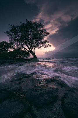 A night sky scene of storm, trees, beach.